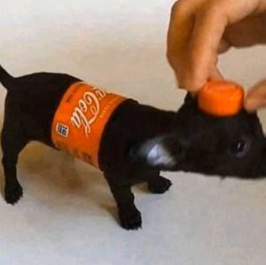 Meet your Posher, Alex